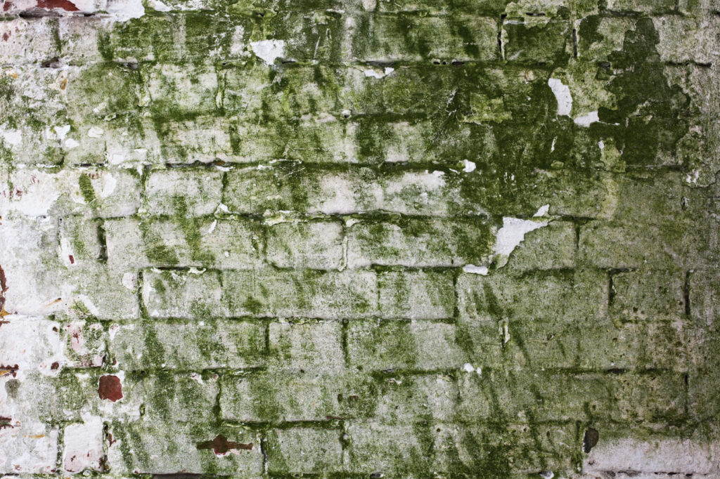 How To Clean Mold Off Of Bricks
