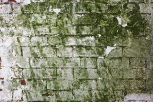 Green mold on brick building