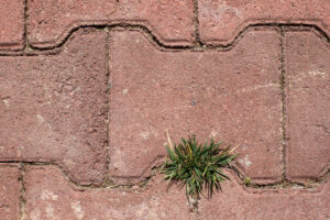 weeds growing through pavers