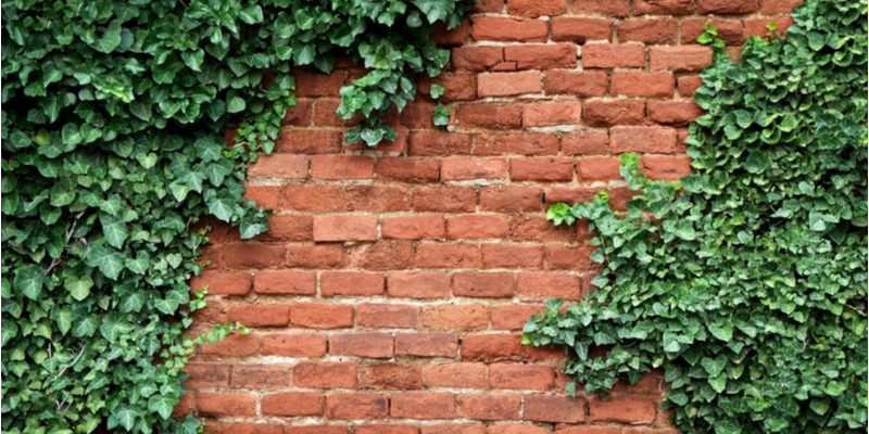 Is it Okay for Old Brick to be Covered in Ivy?