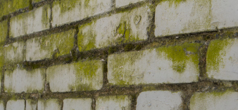 Removing Mold from Bricks